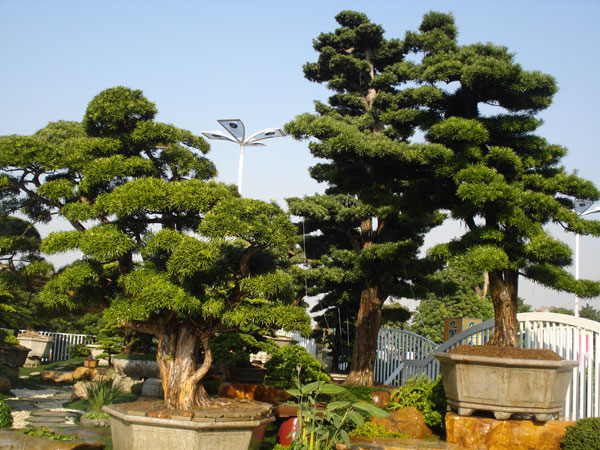 边坡绿化养护施工中常见问题及解决方案（附工艺优化建议）